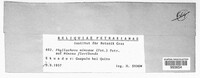 Image of Phyllachora acaciae